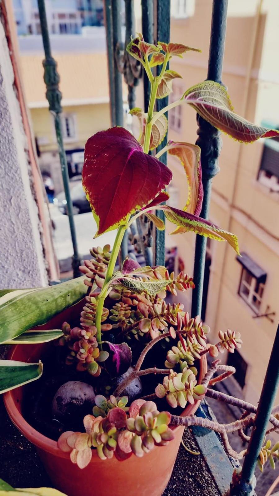 Charming Central Apartment To Rent Lissabon Buitenkant foto